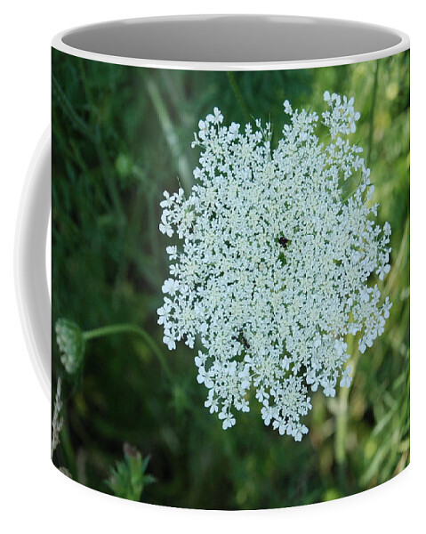 Small White Flower Clusters Coffee Mug featuring the photograph Umbel Flower 2 by Ee Photography