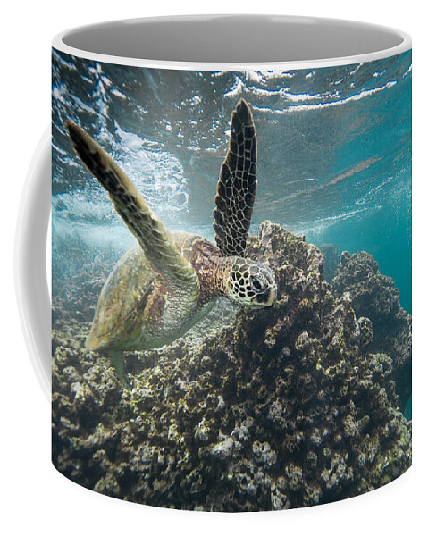 Sea Life Coffee Mug featuring the photograph Under Flyer by Leonardo Dale