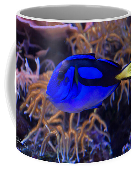 susan Molnar Coffee Mug featuring the photograph Underwater Blues by Susan Molnar