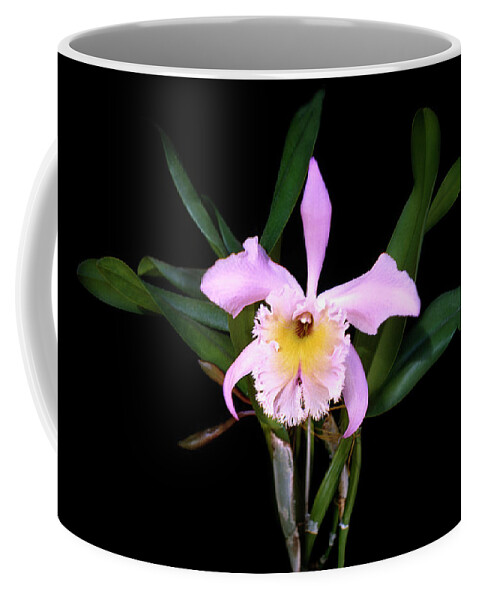 Orchid Coffee Mug featuring the photograph Unknown Vintage Orchid by Marilyn Hunt