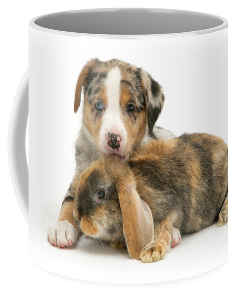Merle Border Collie Coffee Mug featuring the photograph Unusual Combo by Warren Photographic