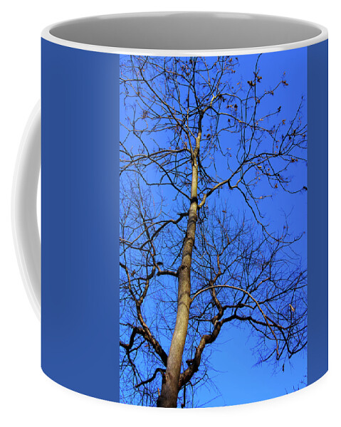 Photograph Coffee Mug featuring the photograph Up to the Blue Sky by Reynaldo Williams