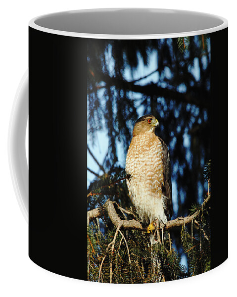 Hawk Coffee Mug featuring the photograph Urban Predator by Debbie Oppermann