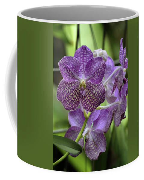 Orchid Coffee Mug featuring the photograph Vanda Orchid by Susan Rissi Tregoning