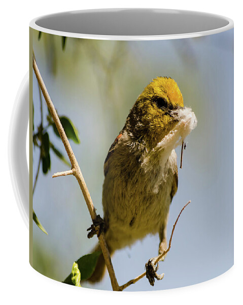 Verdin Coffee Mug featuring the photograph Verdin Building a Nest by Douglas Killourie