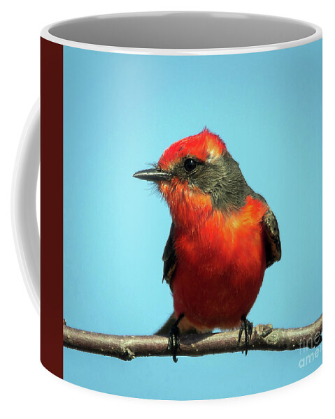 Nature Coffee Mug featuring the photograph Vermilion Flycatcher - Pyrocephalus Rubinus by DB Hayes