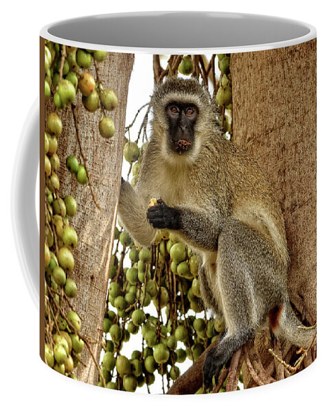 Africa Coffee Mug featuring the photograph Vervet Monkey by Mitchell R Grosky