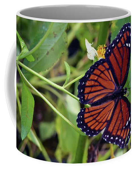 Photograph Coffee Mug featuring the photograph Viceroy Butterfly by Larah McElroy