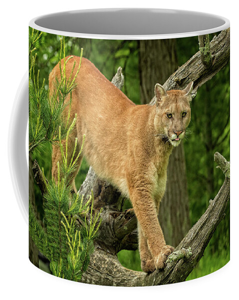 Mountain Lion Coffee Mug featuring the photograph Vigilant Mountain Lion by Steven Upton