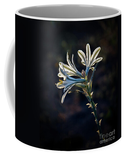 Arizona Coffee Mug featuring the photograph Vignetted Ajo Lily by Robert Bales