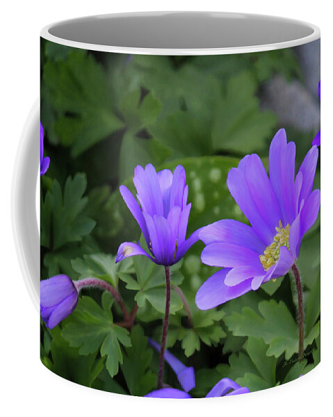 Tea Time Coffee Mug featuring the photograph Vinca In The Morning by Jeanette C Landstrom
