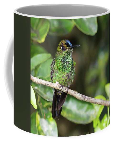 2015 Coffee Mug featuring the photograph Violet-fronted Brilliiant by Jean-Luc Baron