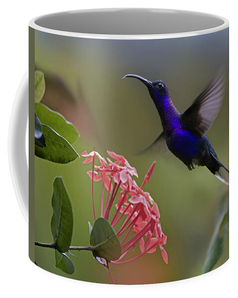 00429543 Coffee Mug featuring the photograph Violet Sabre Wing Male Hummingbird by Tim Fitzharris