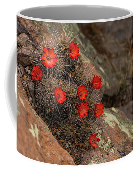 Arizona Coffee Mug featuring the photograph Vivid Cactus Flowers Saguaro National Park by Lawrence S Richardson Jr