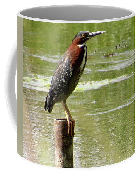Green Heron Coffee Mug featuring the photograph Waiting by Azthet Photography