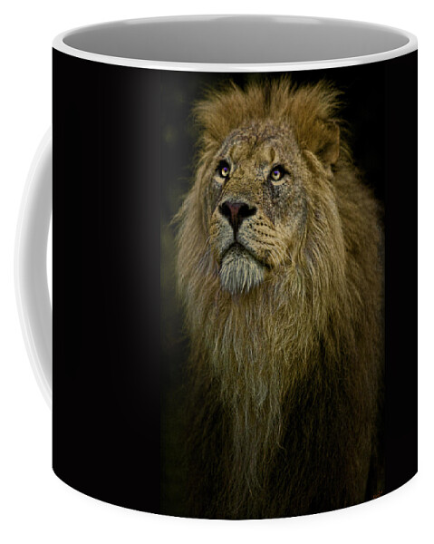 Lion Coffee Mug featuring the photograph Waiting Expectantly by Chris Lord