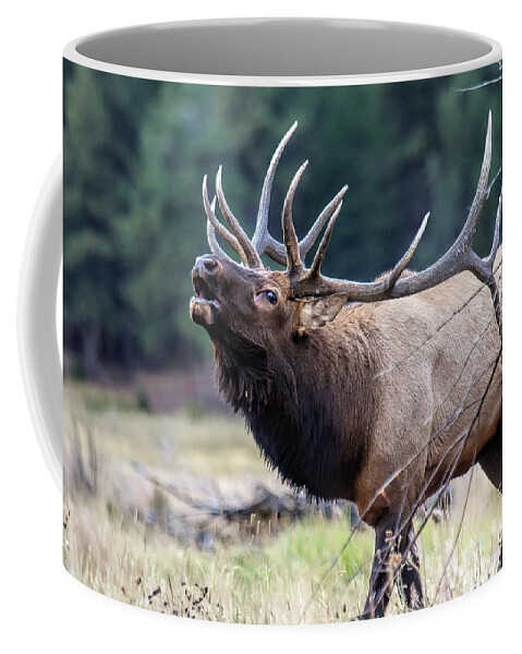 Elk Coffee Mug featuring the photograph Walking the Runway by Jim Garrison