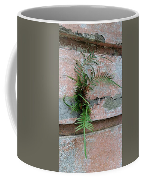 Wall Fern Coffee Mug featuring the photograph Wall Fern by Leigh Meredith