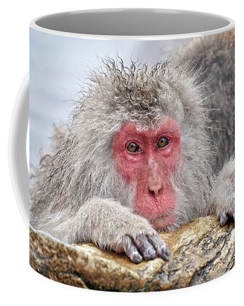 Japan Coffee Mug featuring the photograph Warming up by Kuni Photography
