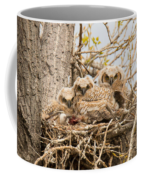 Owl Coffee Mug featuring the photograph Watchful Great Horned Owl Owlets by Tony Hake