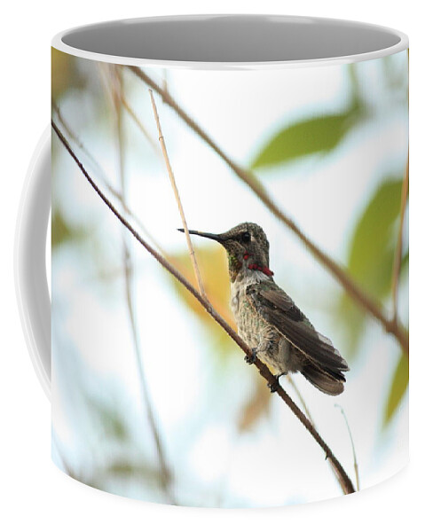 Hummingbird Coffee Mug featuring the photograph Watchful Hummingbird by Carol Groenen