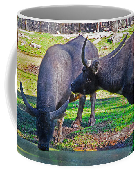 Asian Water Coffee Mug featuring the photograph Watching 2 Water Buffalos 1 Water Buffalo Watching Me by Miroslava Jurcik