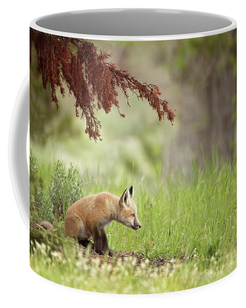 Red Fox Coffee Mug featuring the photograph Watching by Eilish Palmer