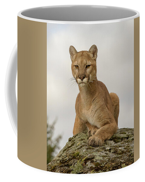 Mountain Lion Coffee Mug featuring the photograph Watching by Mary Jo Cox