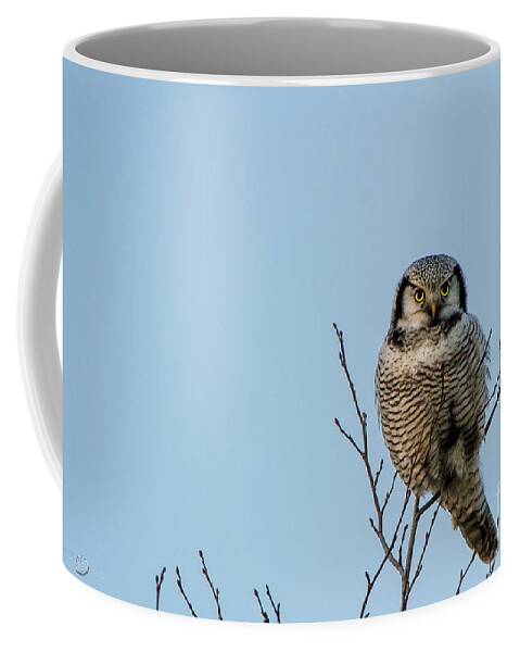Watching Owl Eyes Coffee Mug featuring the photograph Watching Owl Eyes by Torbjorn Swenelius