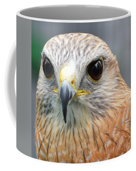 Falcons Coffee Mug featuring the photograph Watching You by Charles HALL