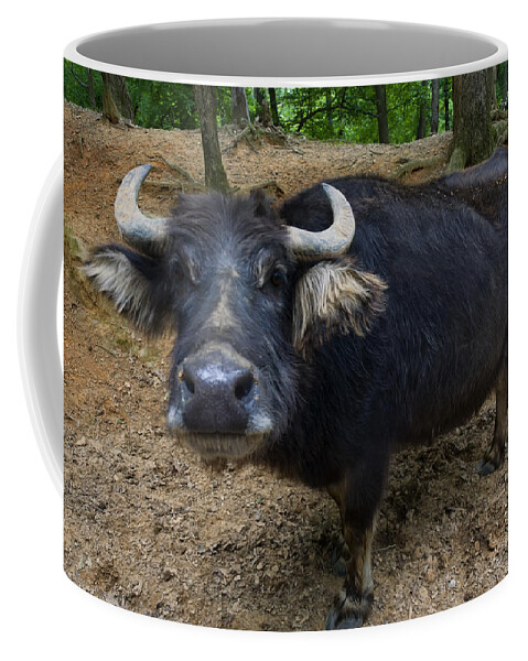 Water Buffalo Coffee Mug featuring the photograph Water Buffalo On Dry Land by Flees Photos