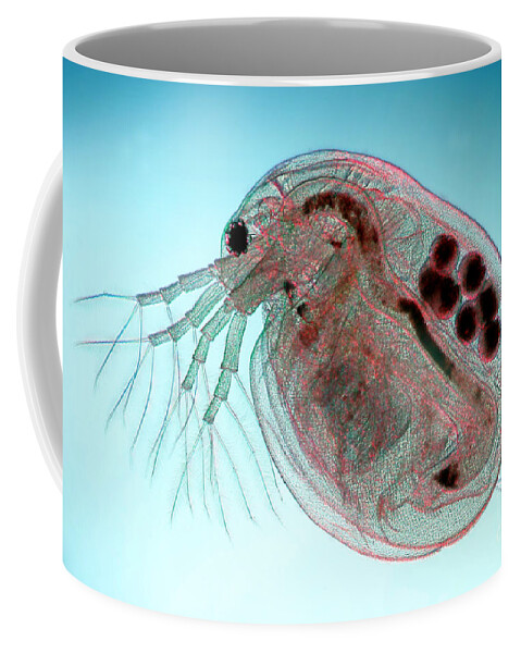 Water Flea Coffee Mug featuring the photograph Water Flea Daphnia Magna by Ted Kinsman