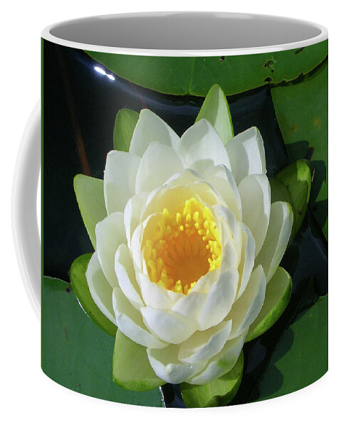 Cassadaga Lakes Coffee Mug featuring the photograph Water Lily 3437 by Guy Whiteley