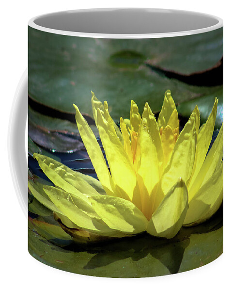 Waterlily Coffee Mug featuring the photograph Water Lily by Alison Frank