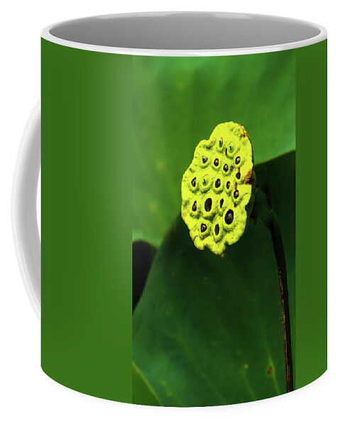 Water Lily Coffee Mug featuring the photograph Water Lily Seed Pod by Jeff Kurtz