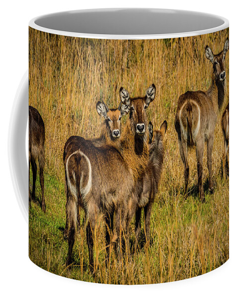 Okeechobee Coffee Mug featuring the photograph Waterbuck Group by Richard Goldman