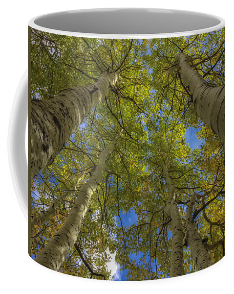 Fall Coffee Mug featuring the photograph Way Up There by Jonathan Nguyen