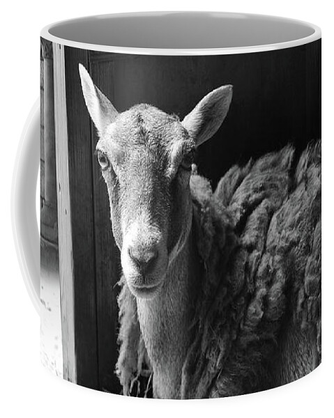 Photography Coffee Mug featuring the photograph We Are Expecting Visitors Soon by Yvonne Wright