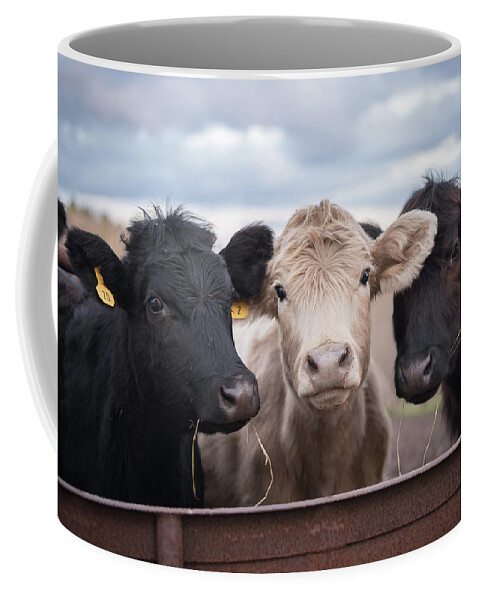Cows Coffee Mug featuring the photograph We Three Cows by Holden The Moment