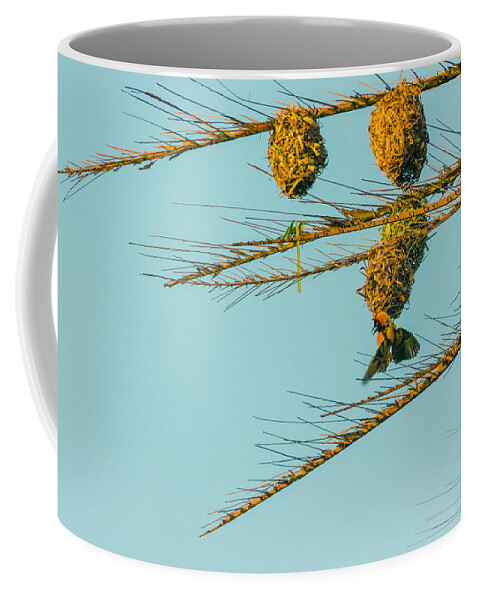Birds Coffee Mug featuring the photograph Weaver Birds by Patrick Kain