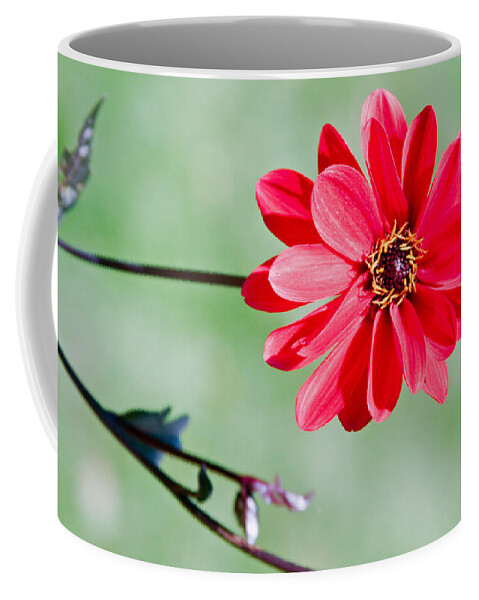 Photographic Art Coffee Mug featuring the photograph Weir Farm Blossom by Rick Locke - Out of the Corner of My Eye