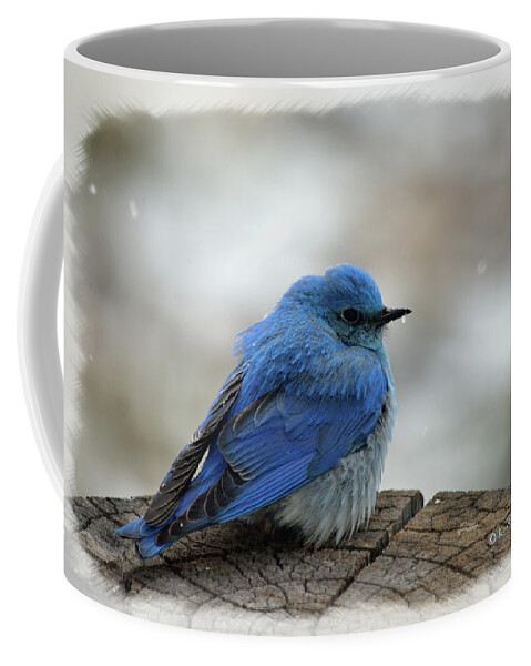 Western Bluebird Coffee Mug featuring the mixed media Mountain Bluebird on Cold Day by Kae Cheatham