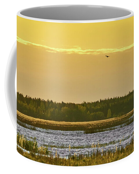 Isosuo Coffee Mug featuring the photograph Western marsh harrier at Puurijarvi by Jouko Lehto