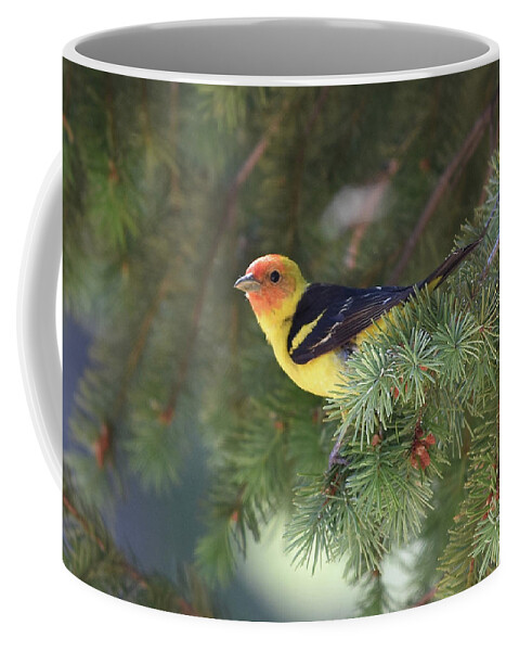  Coffee Mug featuring the photograph Western Tanager by Ben Foster