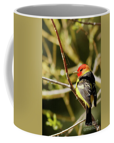 Western Tanager Coffee Mug featuring the photograph Western Tanager in the Rocky Mountains of Colorado by Natural Focal Point Photography