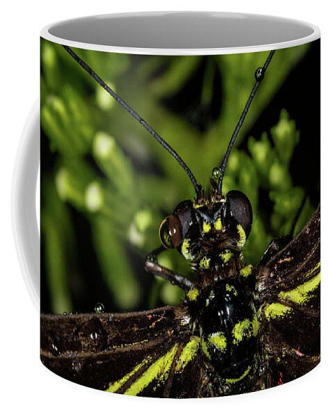 Jay Stockhaus Coffee Mug featuring the photograph Wet Butterfly by Jay Stockhaus