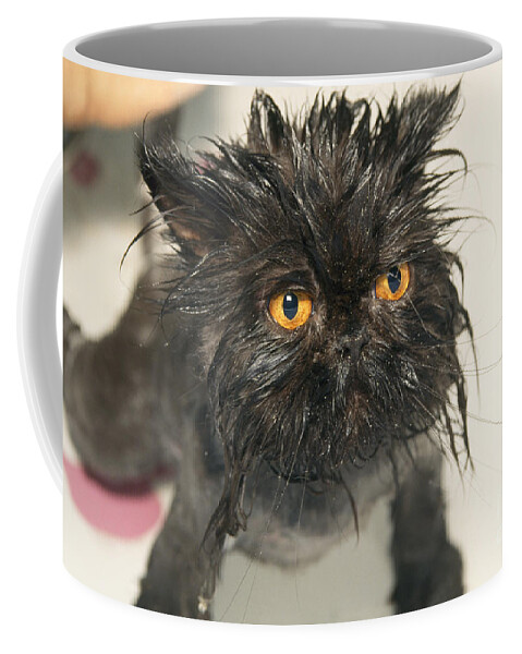 Cat Coffee Mug featuring the photograph Wet Cat by M. Watson