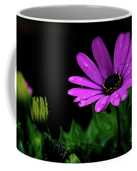 Daisies Coffee Mug featuring the photograph Wet Daisies by Diana Mary Sharpton