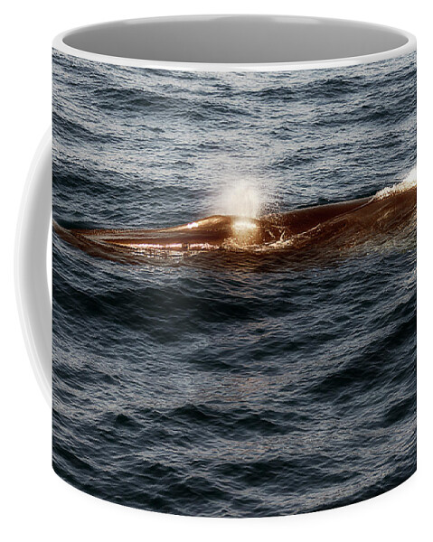 Mare Coffee Mug featuring the photograph Whale Watching Balenottera Comune 7 by Enrico Pelos
