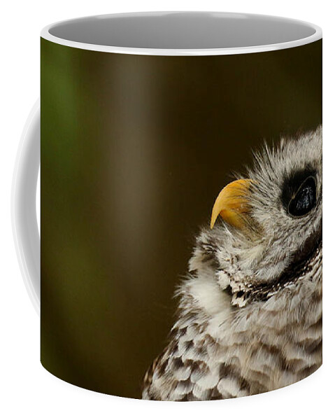 Barred Owl Coffee Mug featuring the photograph What a wonderful world by Heather King
